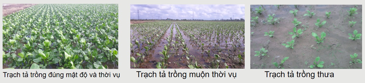 2.3. Kỹ thuật trồng